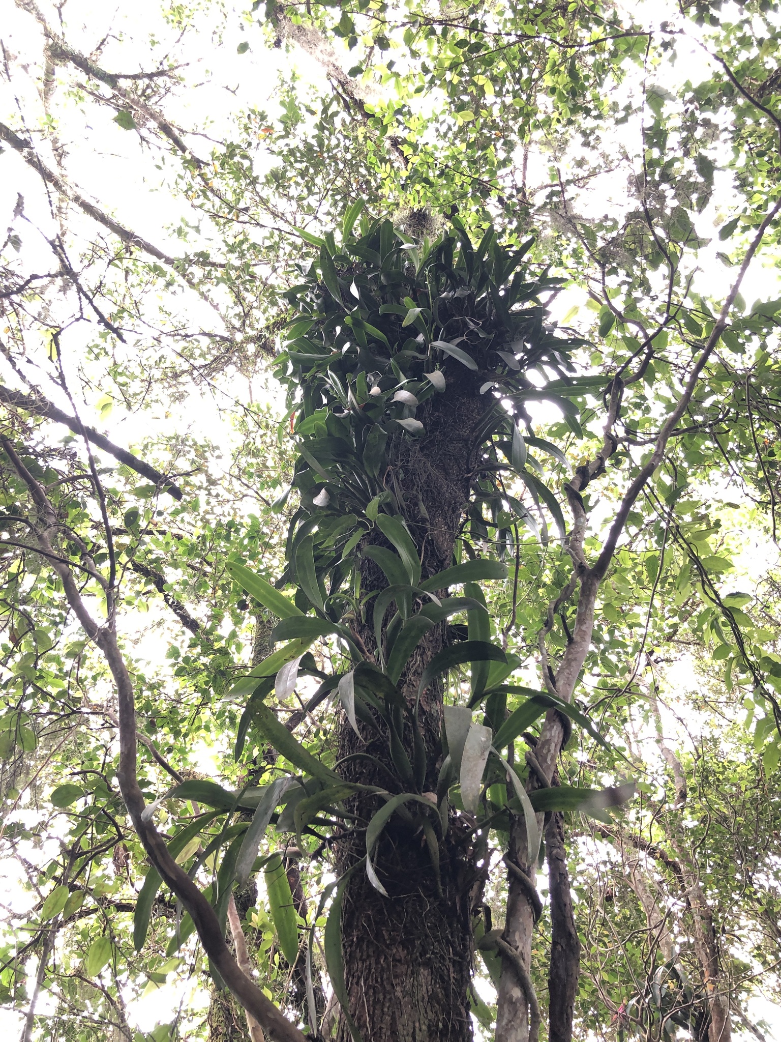 Prosthechea vespa