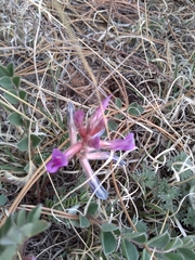 Astragalus shortianus