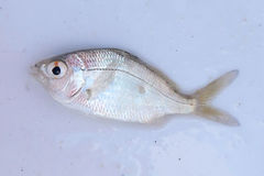 Eucinostomus gula