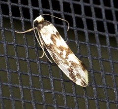 Lactura cristata