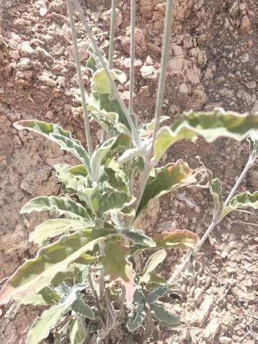 Image of Froelichia xantusii by no rights reserved