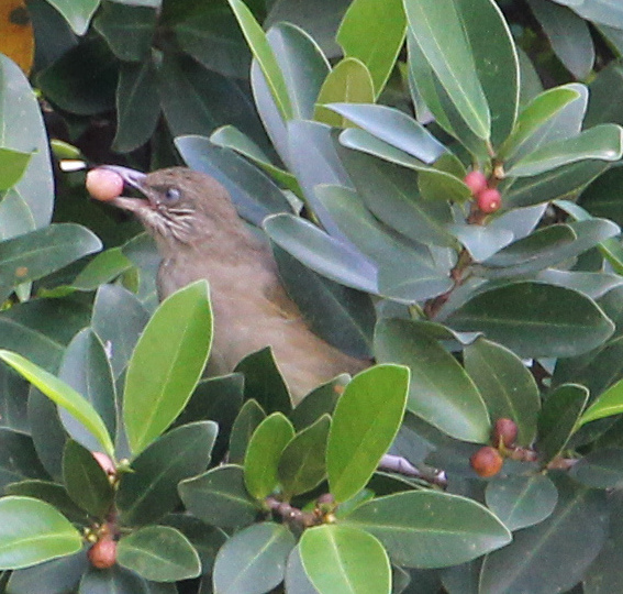 Streak-eared Bulbul illustration