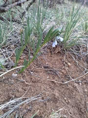 Mertensia lanceolata