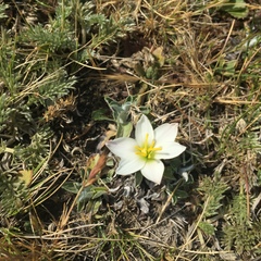 Zephyranthes fosteri