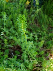 Cruciata pedemontana