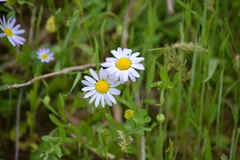 Astranthium ciliatum