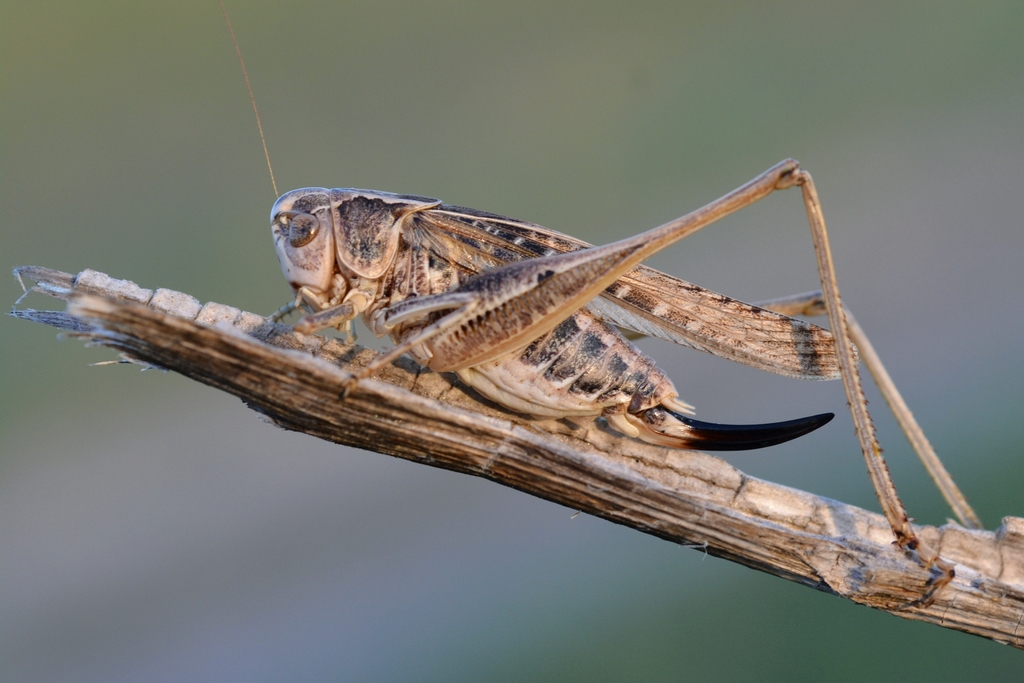 Platycleis affinis