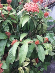 Ixora macrothyrsa