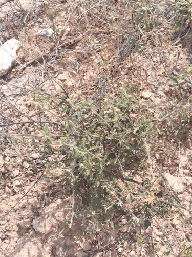Image of Turnera diffusa by no rights reserved