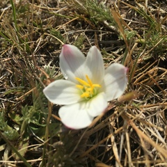 Zephyranthes fosteri