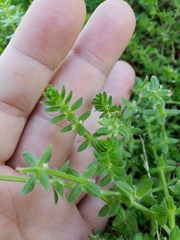 Cruciata pedemontana