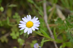 Astranthium ciliatum