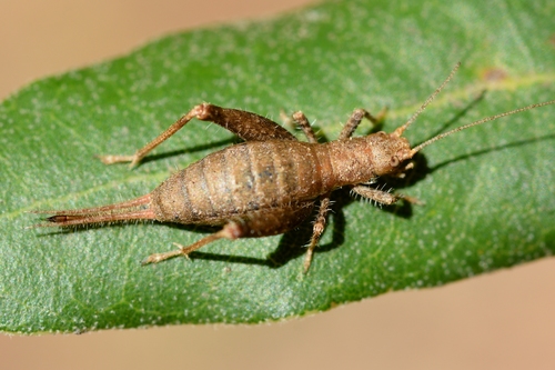Grillon des Cistes