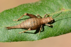 Arachnocephalus vestitus