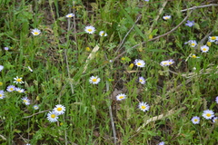 Astranthium ciliatum