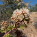 Mimosa aculeaticarpa biuncifera - Photo (c) Steve Jones, μερικά δικαιώματα διατηρούνται (CC BY-NC), uploaded by Steve Jones
