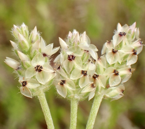 Plantago erecta