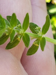 Cruciata pedemontana
