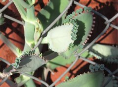 Kalanchoe laetivirens
