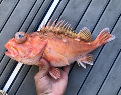 Greenblotched Rockfish photo 5