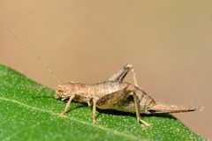 Arachnocephalus vestitus