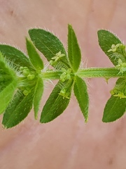 Cruciata pedemontana