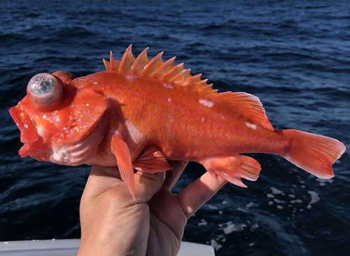 Pinkrose rockfish (Sebastes simulator) — Sebastidae — 2