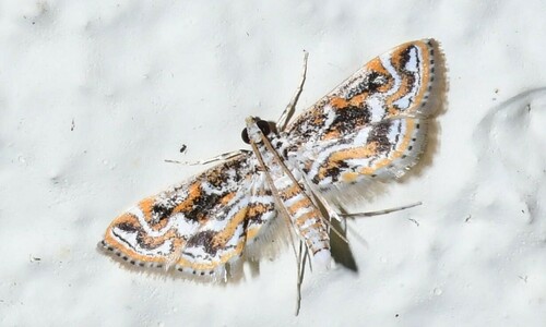 Parapoynx diminutalis image