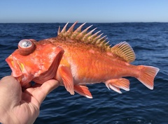 Greenblotched Rockfish photo 4