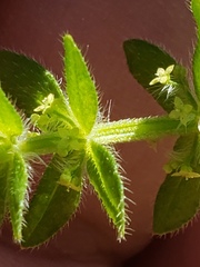 Cruciata pedemontana