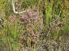 Erica ericoides