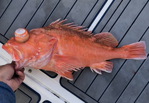 Pink rockfish (Sebastes eos) — Sebastidae