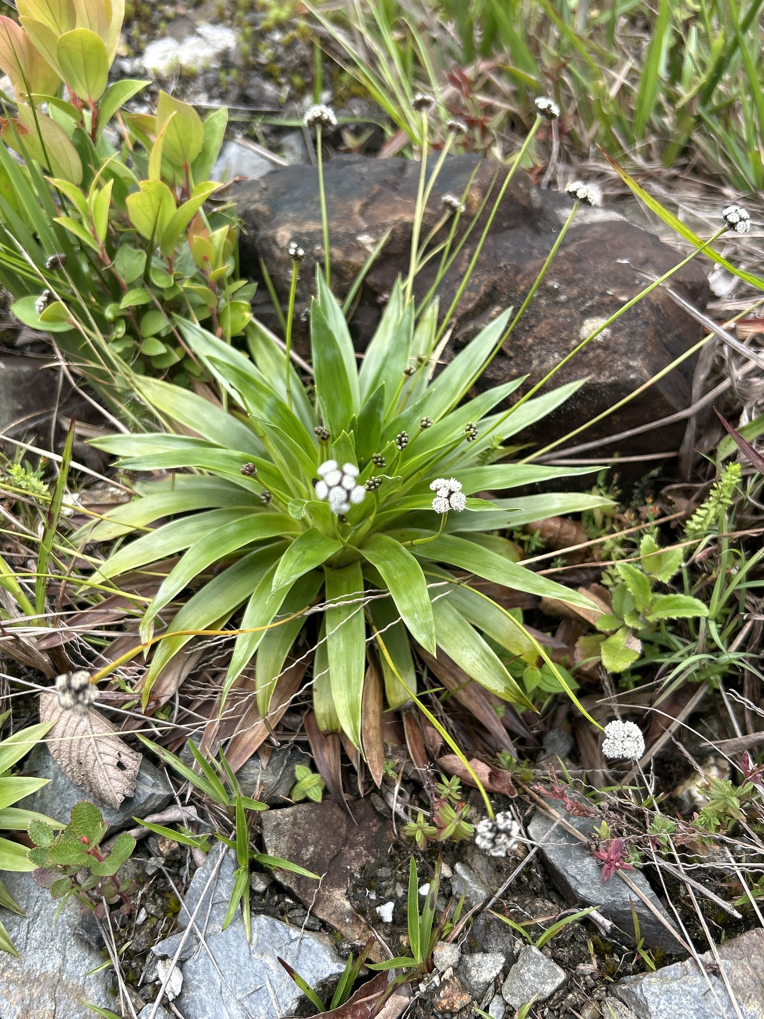 Paepalanthus image