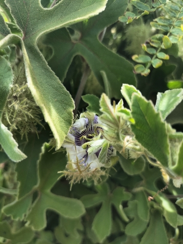 Image of Passiflora pentaschista by no rights reserved