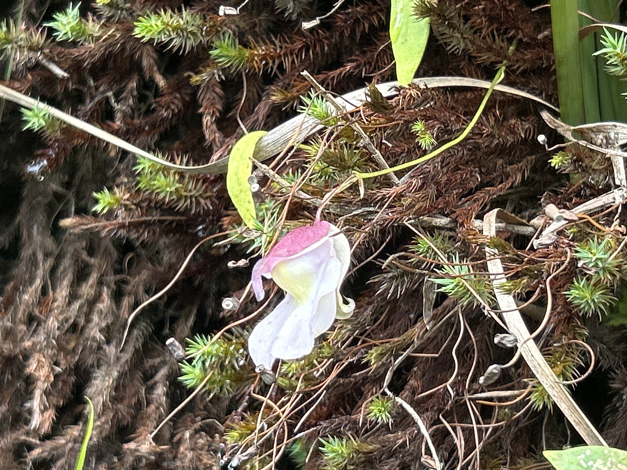 Utricularia unifolia image