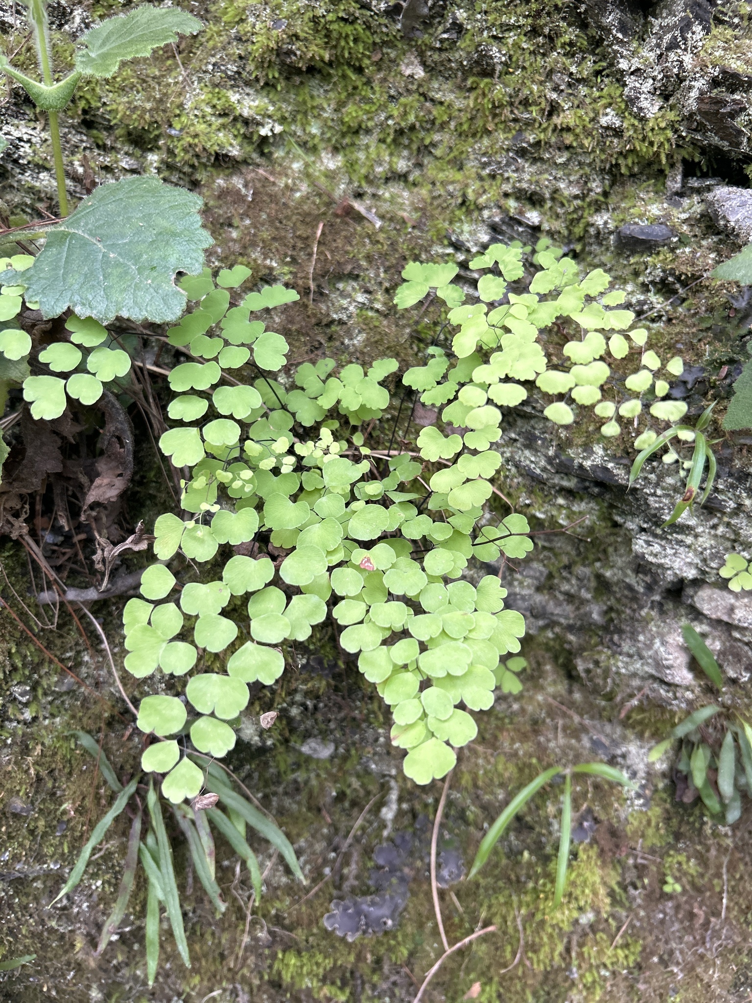 Adiantum poiretii image