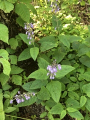 Salvia urticifolia