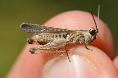 Omocestus raymondi