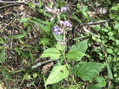 Salvia urticifolia