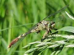 Arigomphus submedianus