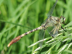 Arigomphus submedianus