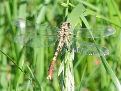 Arigomphus submedianus