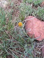 Nothocalais cuspidata