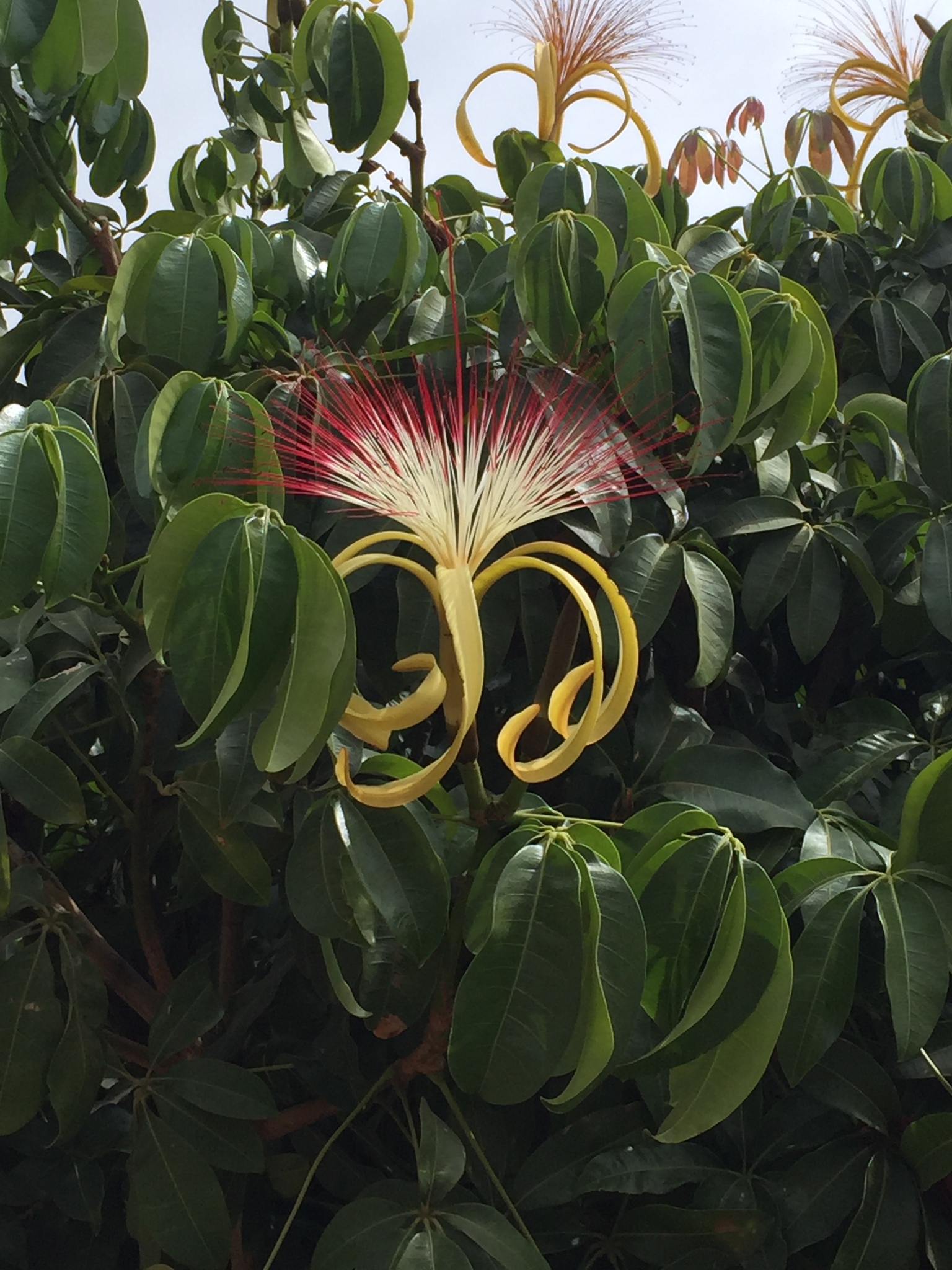 Pachira aquatica