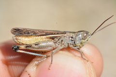 Ramburiella hispanica
