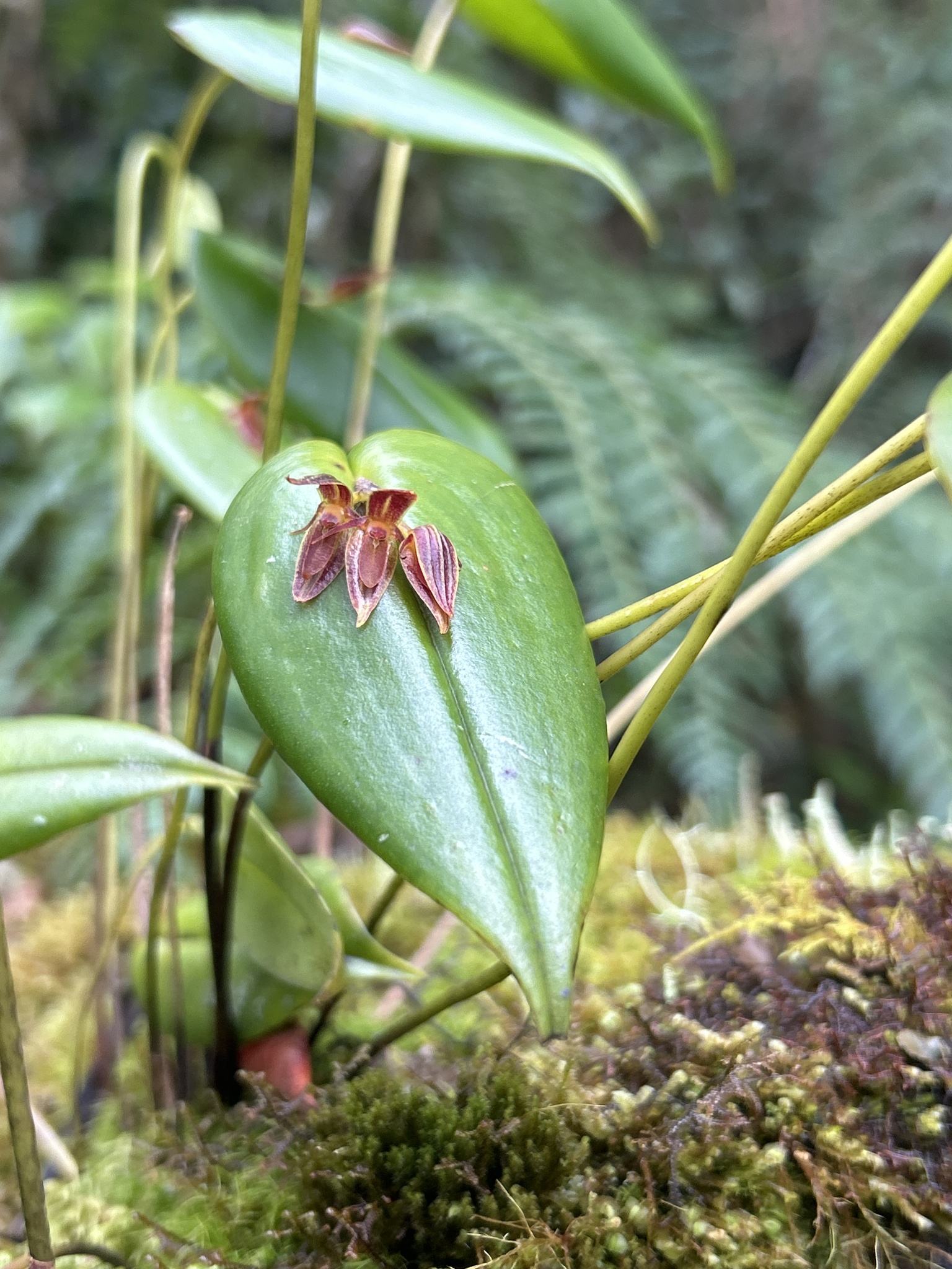 Pleurothallis coriacardia image