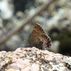 Callophrys mossii