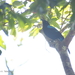 Asian Fairy-bluebird (Palawan) - Photo (c) QuestaGame, some rights reserved (CC BY-NC-ND), uploaded by QuestaGame