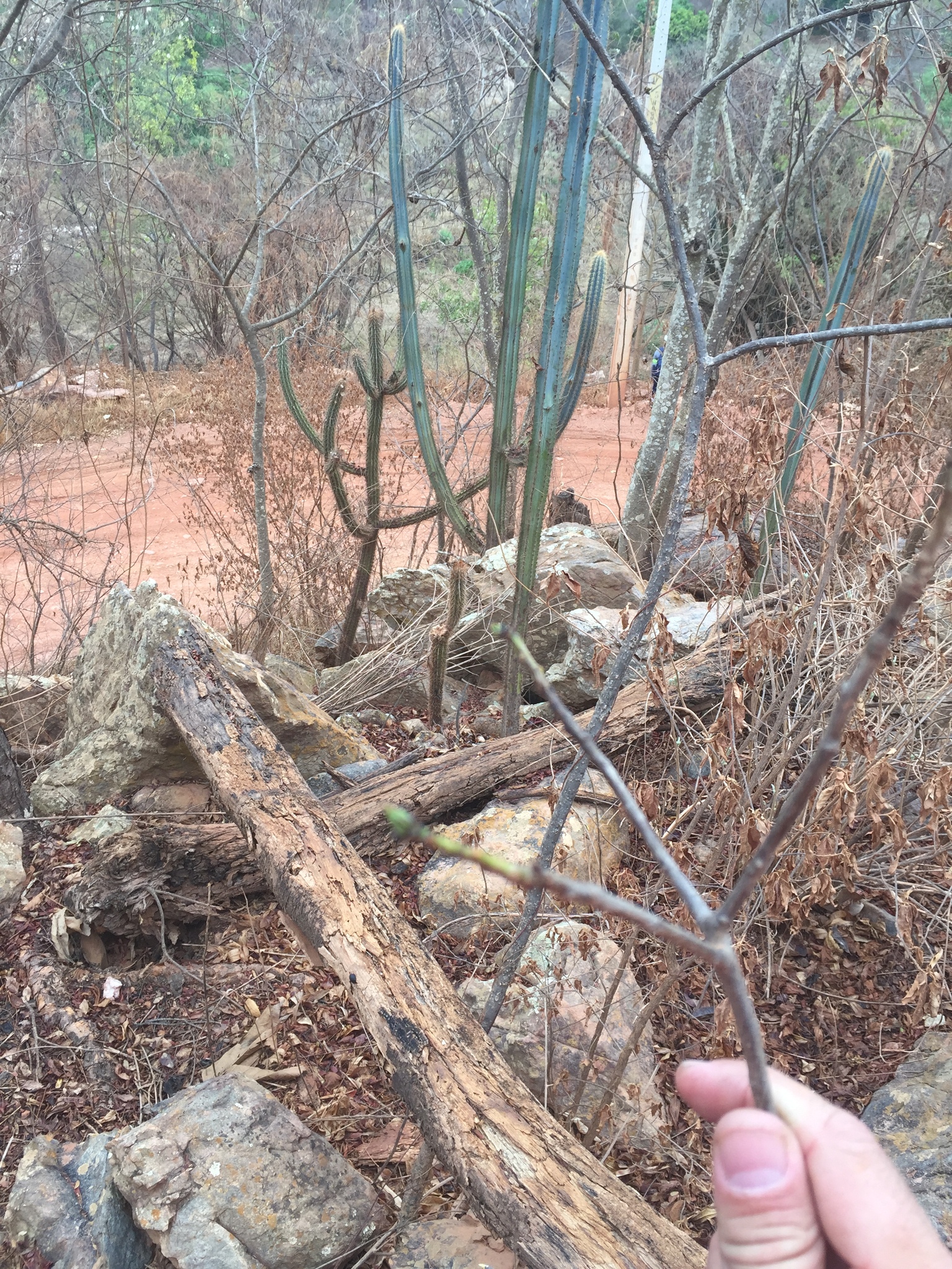 Pilosocereus pachycladus