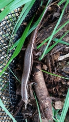 Oligosoma aeneum